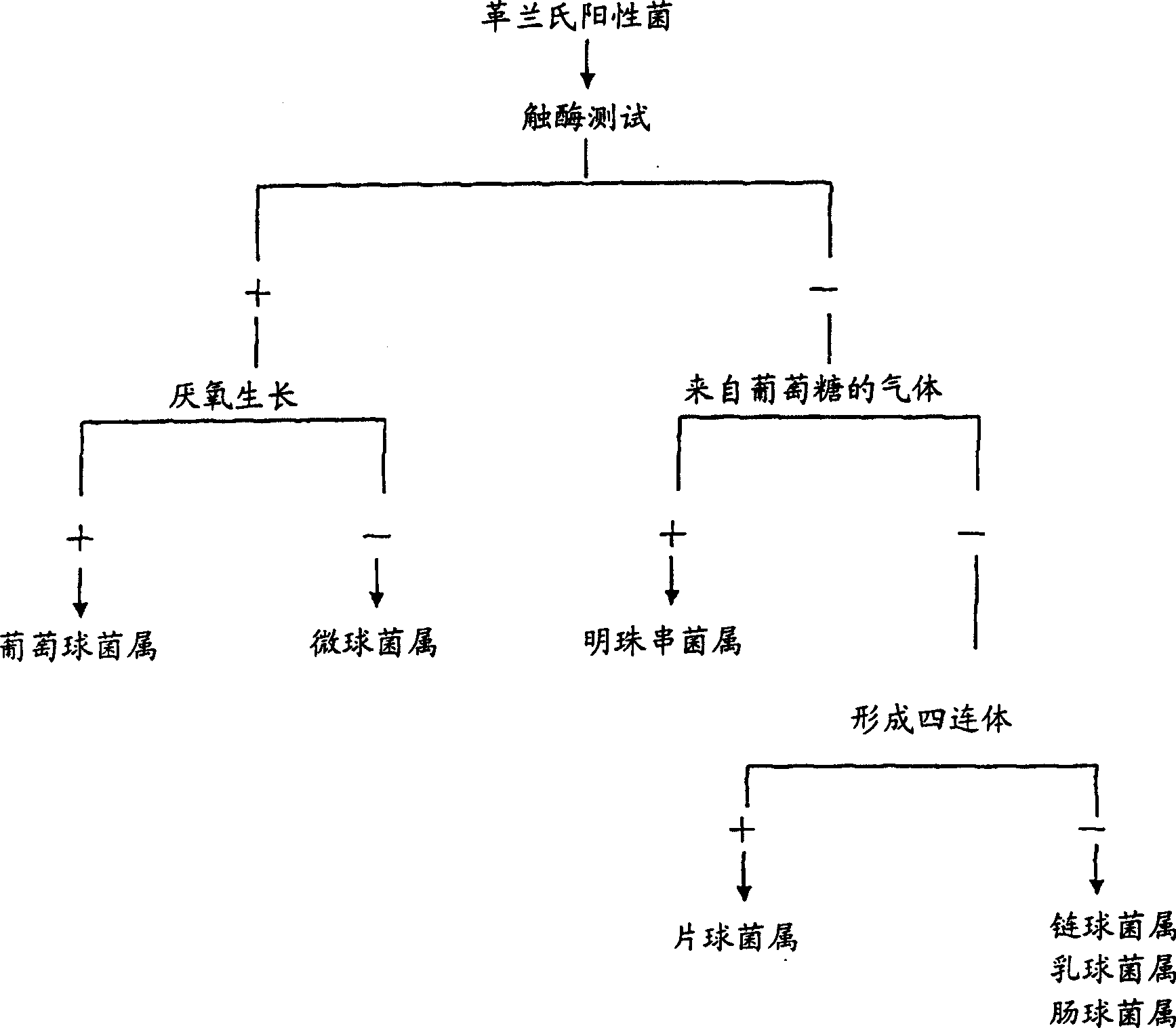 New lactic acid bacteria, its bacteriocin, and food processing method using said bacteria