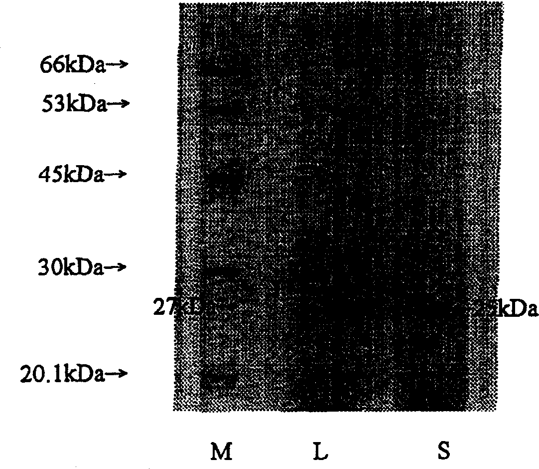 New lactic acid bacteria, its bacteriocin, and food processing method using said bacteria