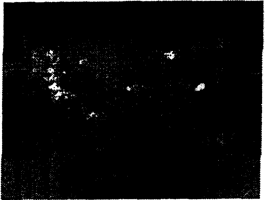 New lactic acid bacteria, its bacteriocin, and food processing method using said bacteria