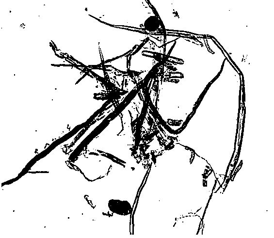 Pulping method of edible fungus residue