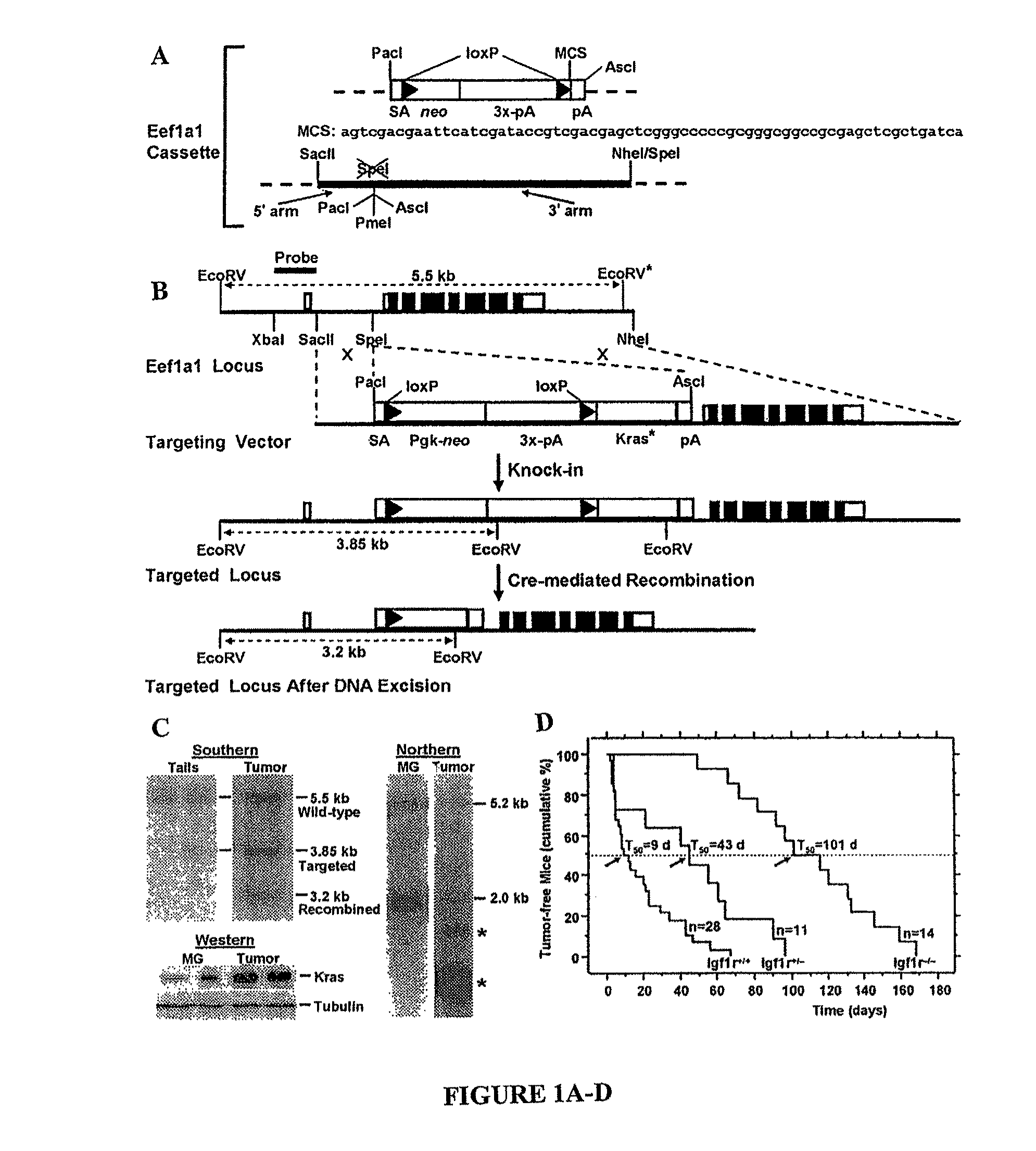 Analogues of (-)-picropodophyllin, synthesis and uses thereof