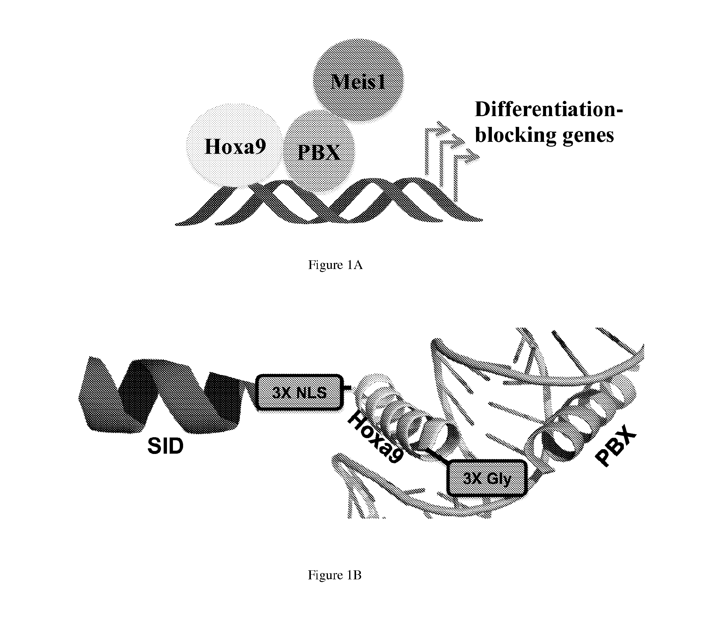 Homeodomain fusion proteins and uses thereof