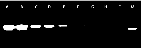 Multiplex PCR-based synchronous and rapid method for detecting 13 pathogenic microorganisms in water