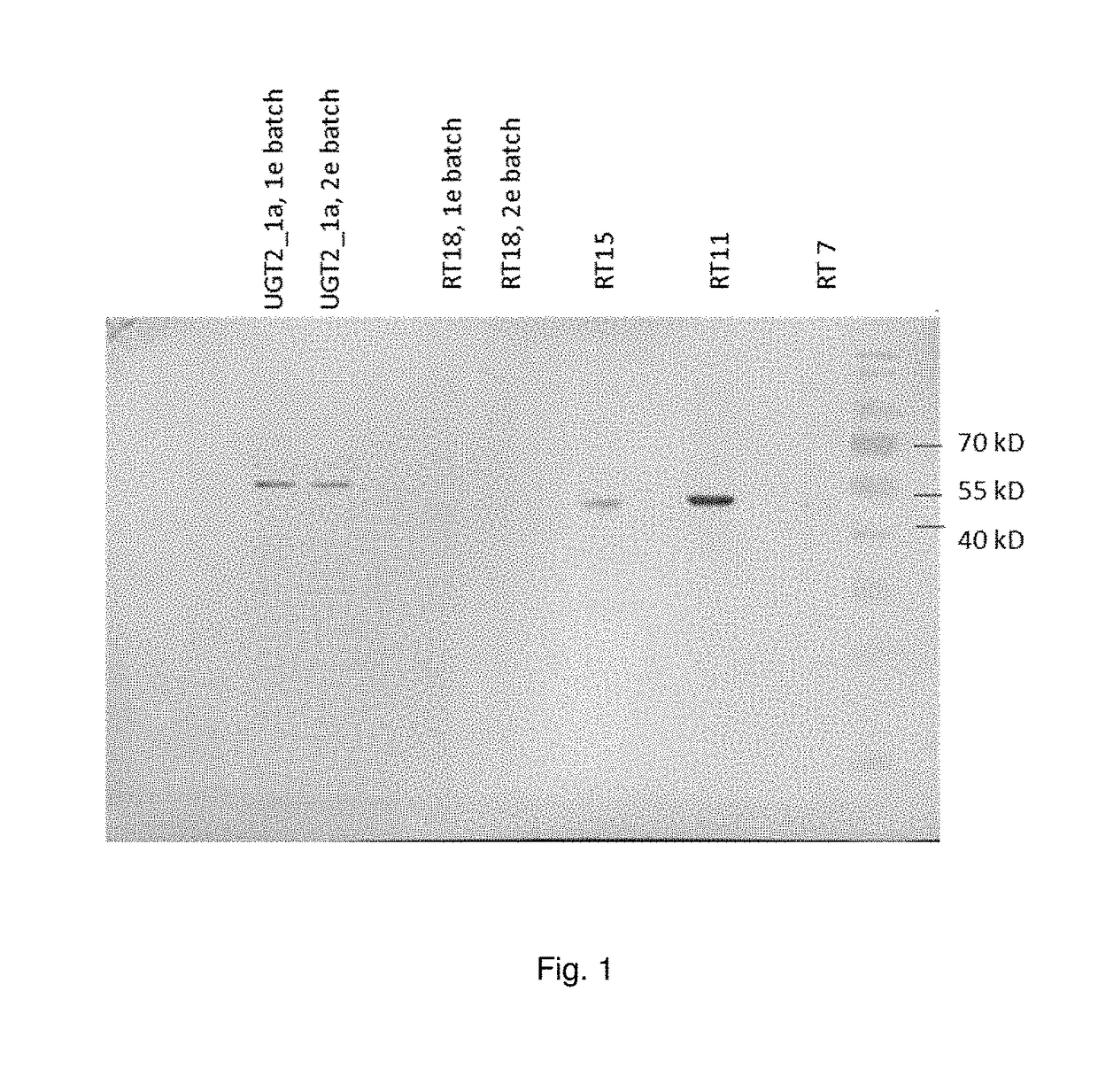 Udp-glycosyltransferases from solanum lycopersicum