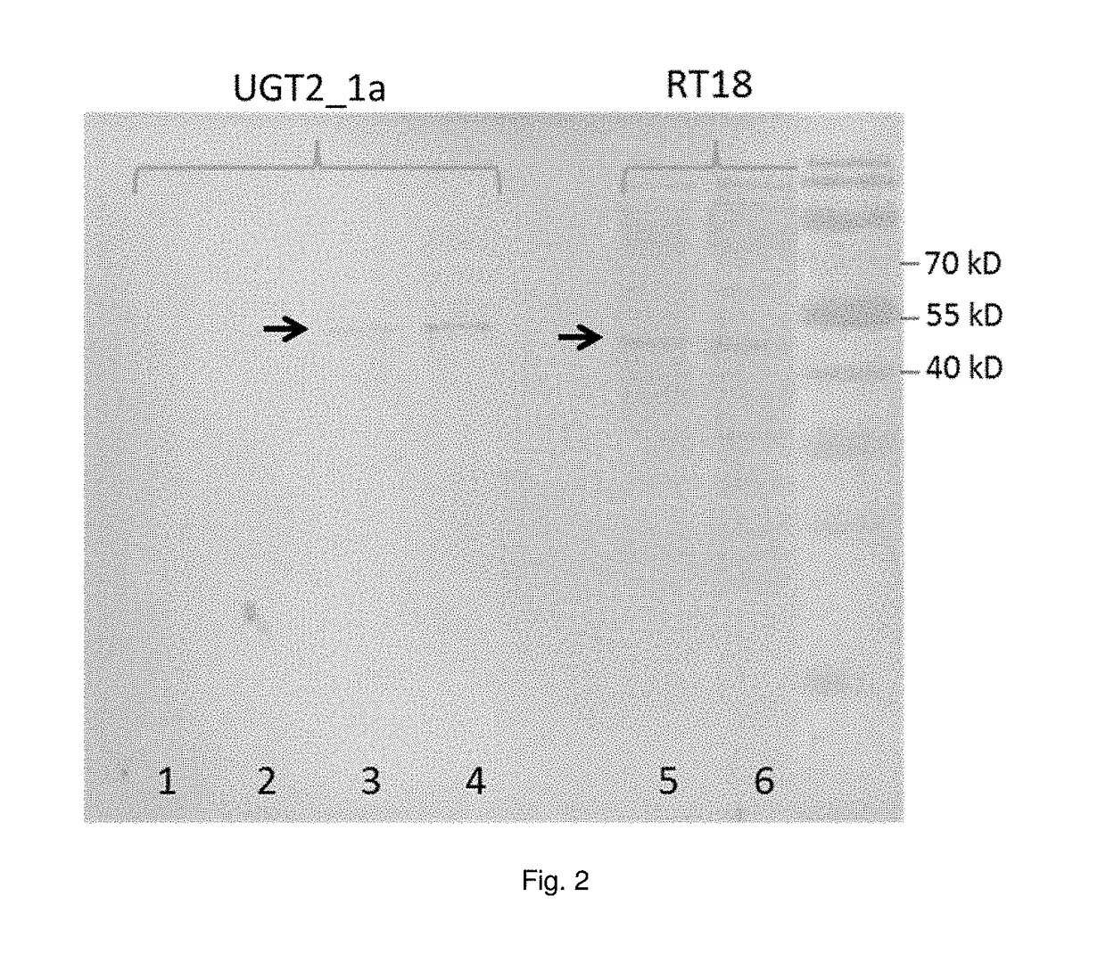 Udp-glycosyltransferases from solanum lycopersicum