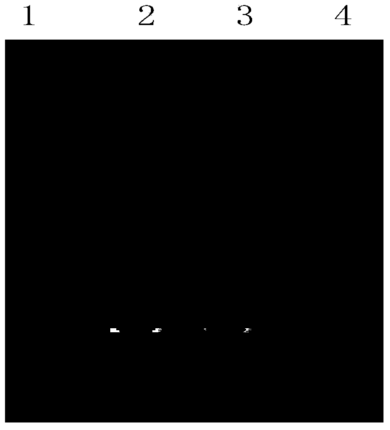 Method for rapidly detecting Chinese tomato yellow leaf curl virus (TYLCCNV) by using LAMP (Loop-mediated isothermal amplification)