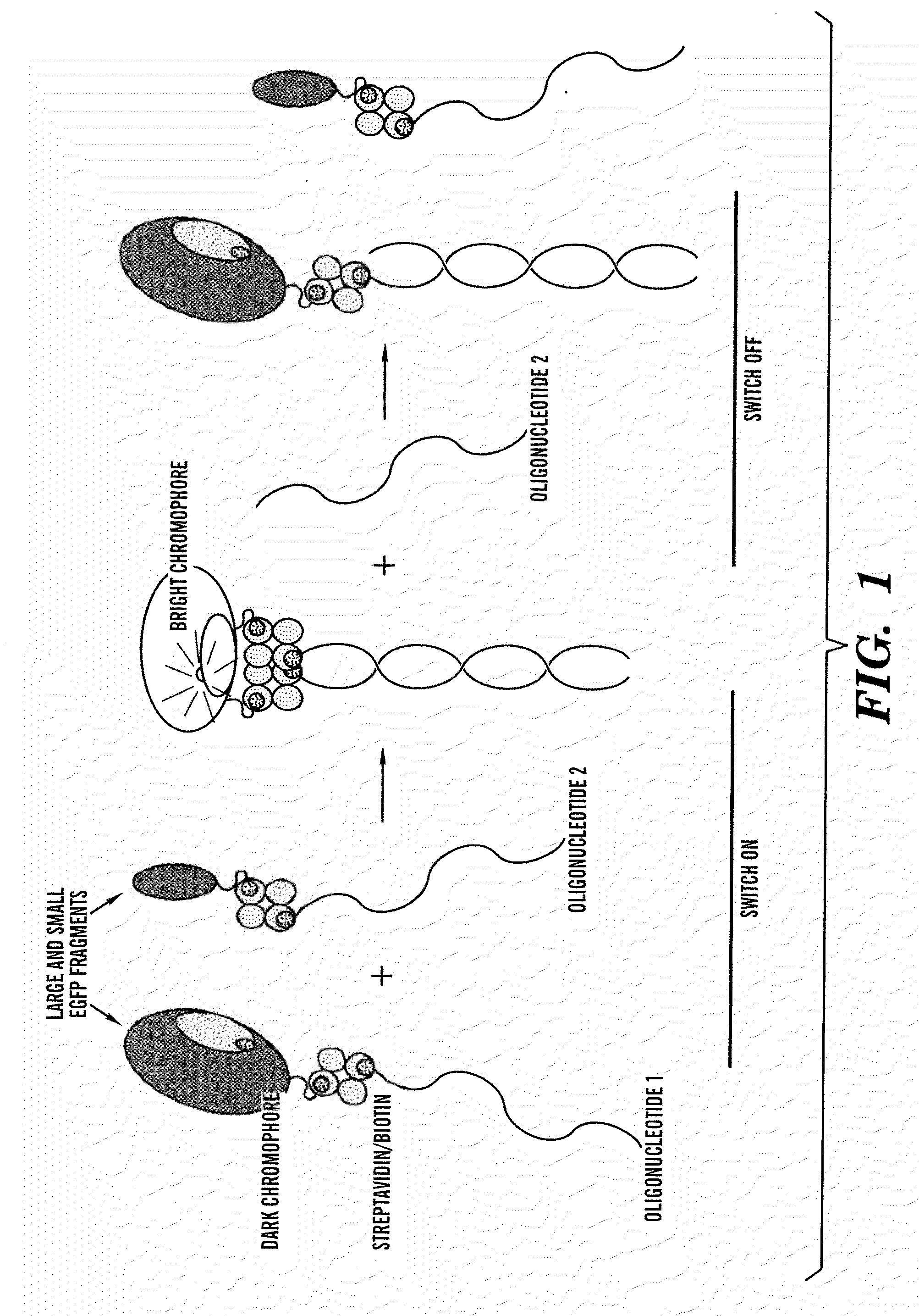 Activated split-polypeptides and methods for their production and use