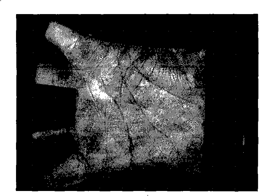 High precision palm print recognition method based on two-dimensional quadrature Log-Gabor filtering