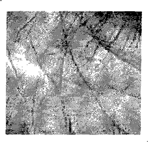 High precision palm print recognition method based on two-dimensional quadrature Log-Gabor filtering