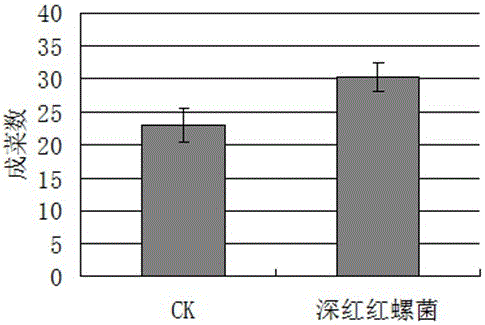 Application of Rhodospirillum rubrum in control of tumorous stem mustard clubroot and tumorous stem mustard clubroot control agent