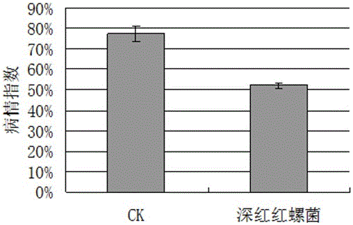 Application of Rhodospirillum rubrum in control of tumorous stem mustard clubroot and tumorous stem mustard clubroot control agent