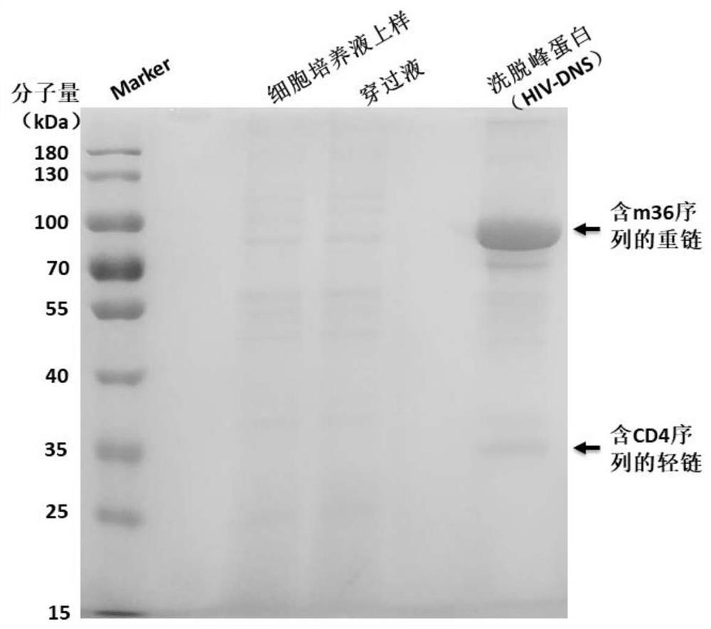 Multi-specific antibody targeting HIV gp120 protein and human CD3 molecule and application thereof