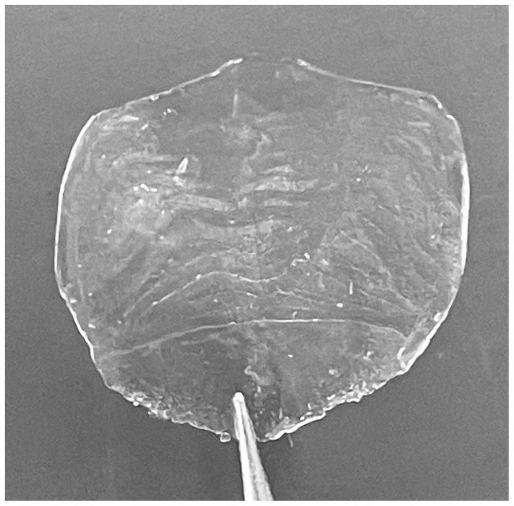 Method for constructing engineered intelligent myocardial tissue based on fish scale substrate