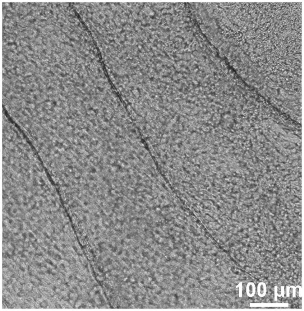 Method for constructing engineered intelligent myocardial tissue based on fish scale substrate