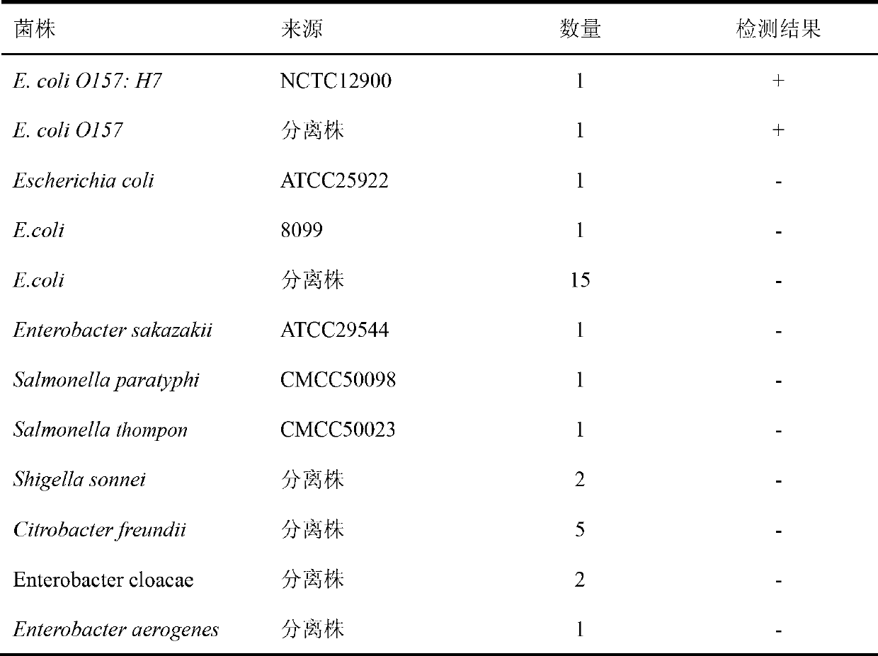 Loop-mediated isothermal amplification detection primer groups of Escherichia coli 0157, detection method and reagent kit