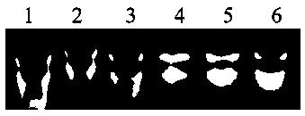 Method for extracting total RNA (ribose nucleic acid) of kenaf anther