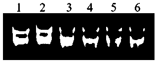 Method for extracting total RNA (ribose nucleic acid) of kenaf anther