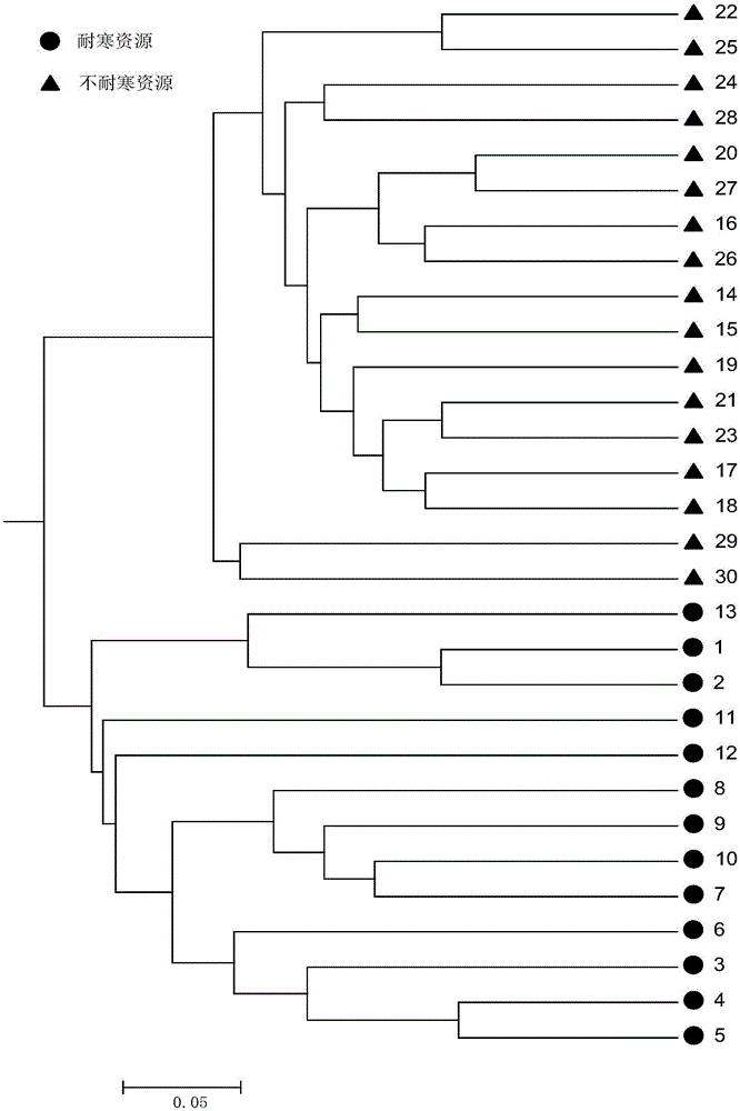 Pea cold resistance correlated SSR primer compositions and application thereof