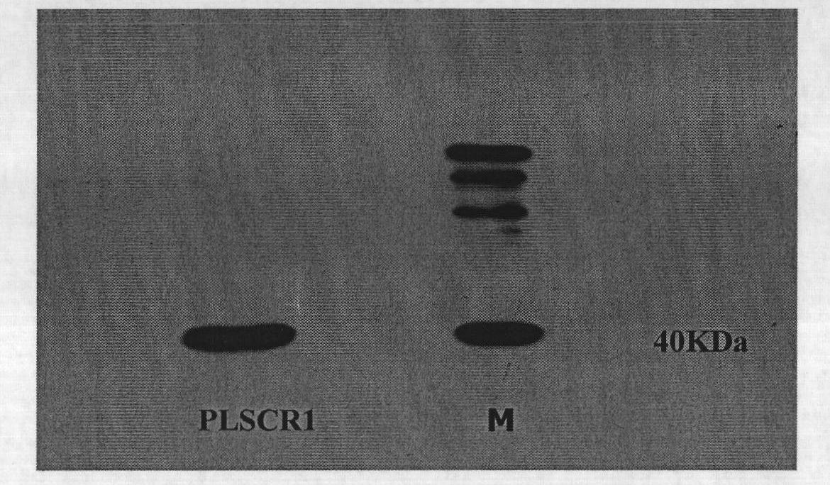 Application of phospholipid scramblase 1 in preparing anti-hepatitis B virus infective medicament