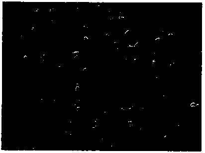 Method for separating and culturing primary human esophageal epithelial cells