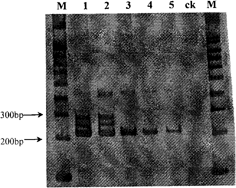 PCR identification method for sorghum halepense and similar species and kit