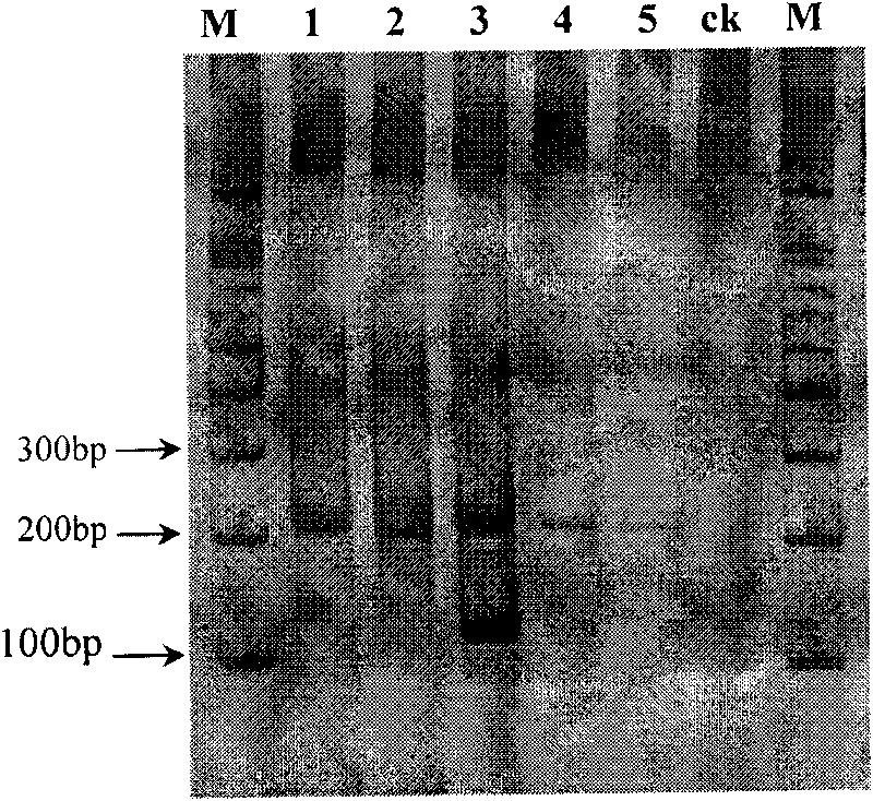 PCR identification method for sorghum halepense and similar species and kit