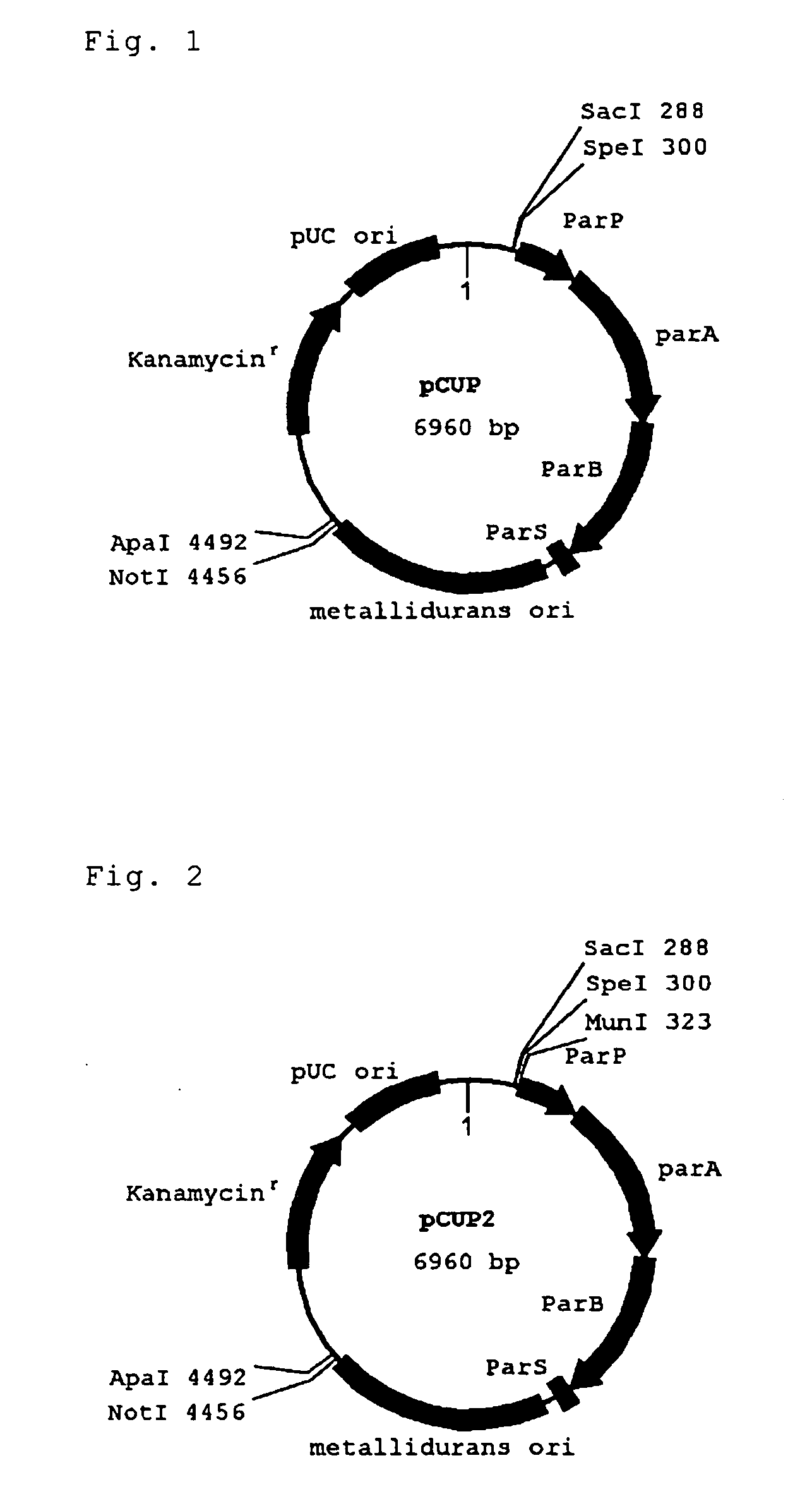 Novel plasmid vector and transformant stably retaining plasmid