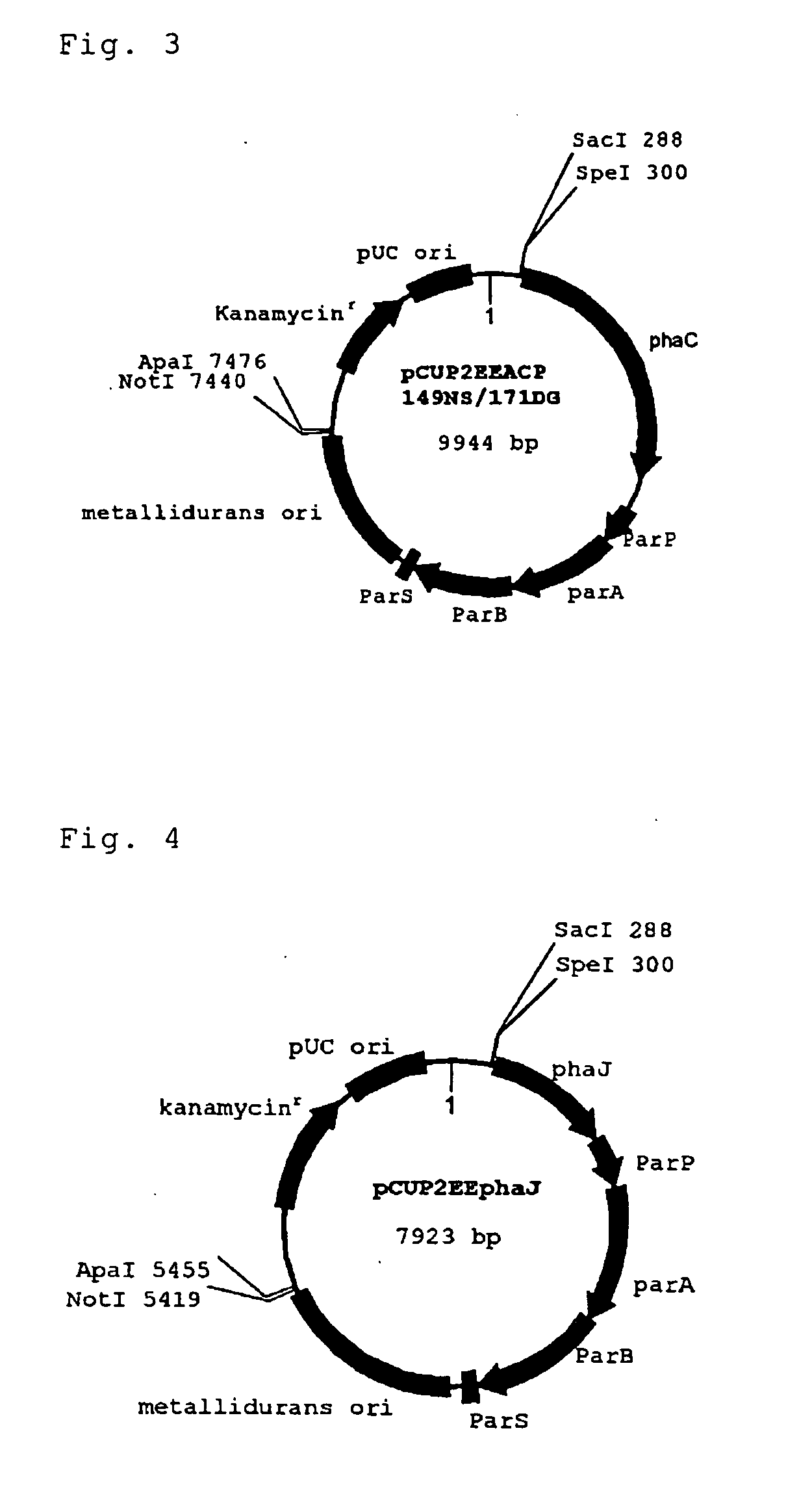 Novel plasmid vector and transformant stably retaining plasmid