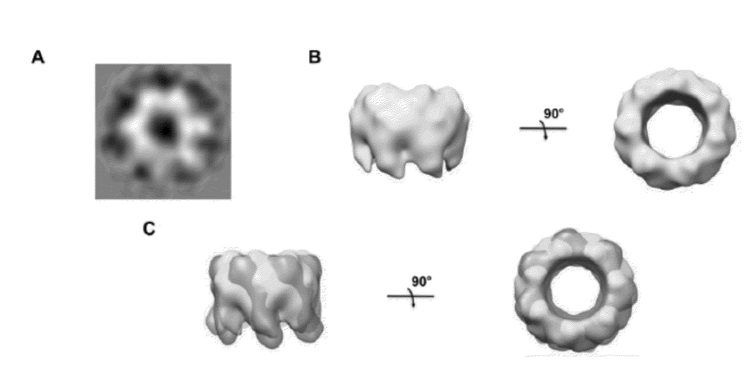 Compositions for immunising against staphylococcus aureus