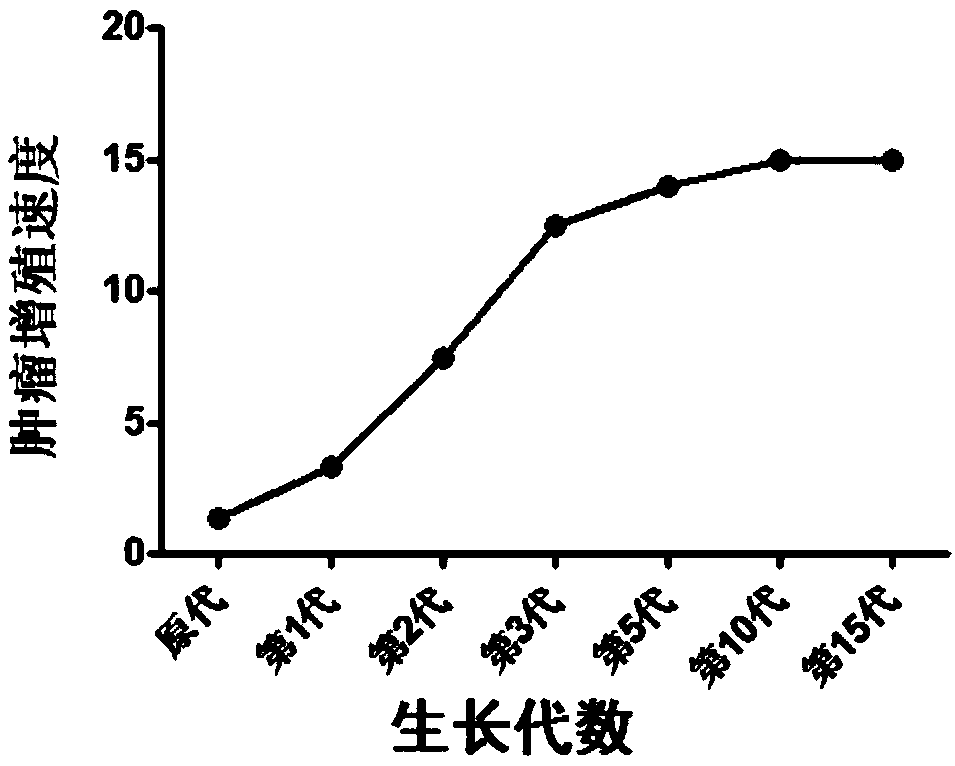 NF2-/- vestibular schwannoma Schwann cell line and establishment method thereof