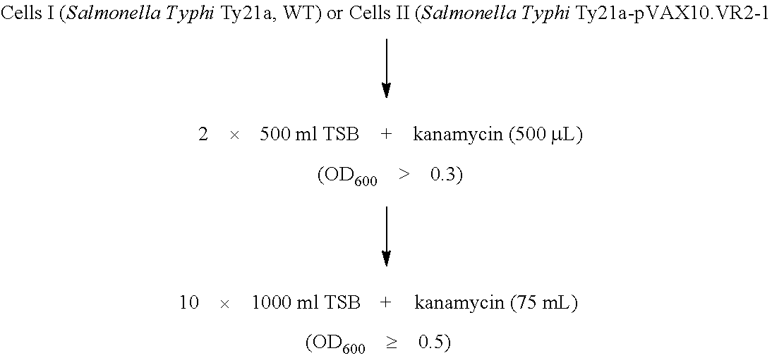 Method for Producing High Yield Attenuated Salmonella Strains