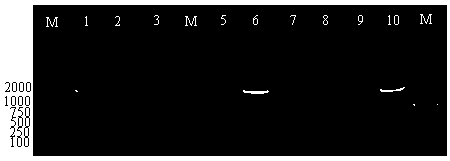 Degenerate primer and method of detecting Y potyvirus virus of potato by using degenerate primer