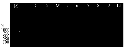 Degenerate primer and method of detecting Y potyvirus virus of potato by using degenerate primer