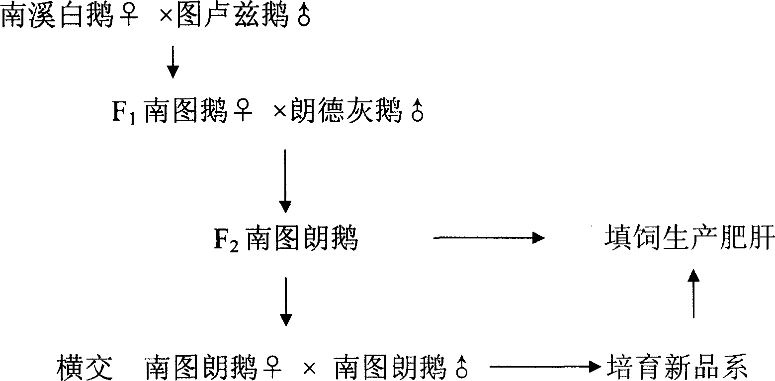 Hybrid goose breeding method for producing fat goose liver