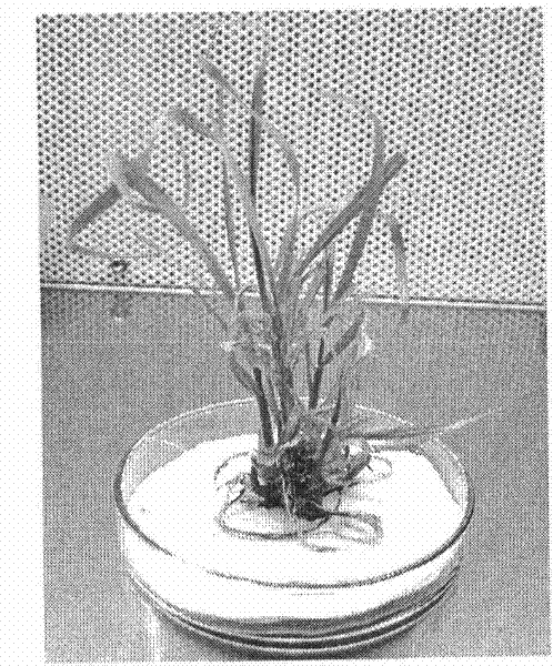 Rapid propagation method of elephant grass