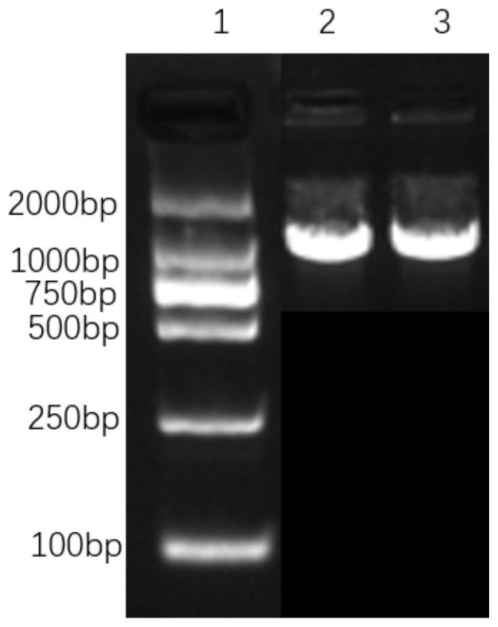 Chimeric antigen receptor capable of simultaneously targeting CD19 and CD20 and application of chimeric antigen receptor