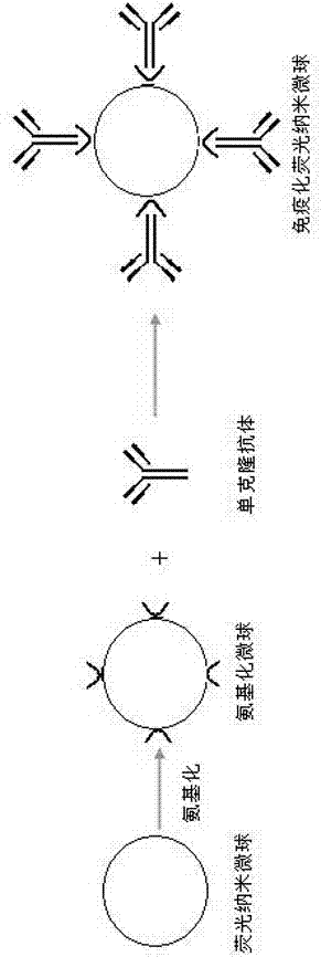 Fluorescent nano-immunochromatography kit for quickly detecting vibrio parahaemolyticus and preparation method