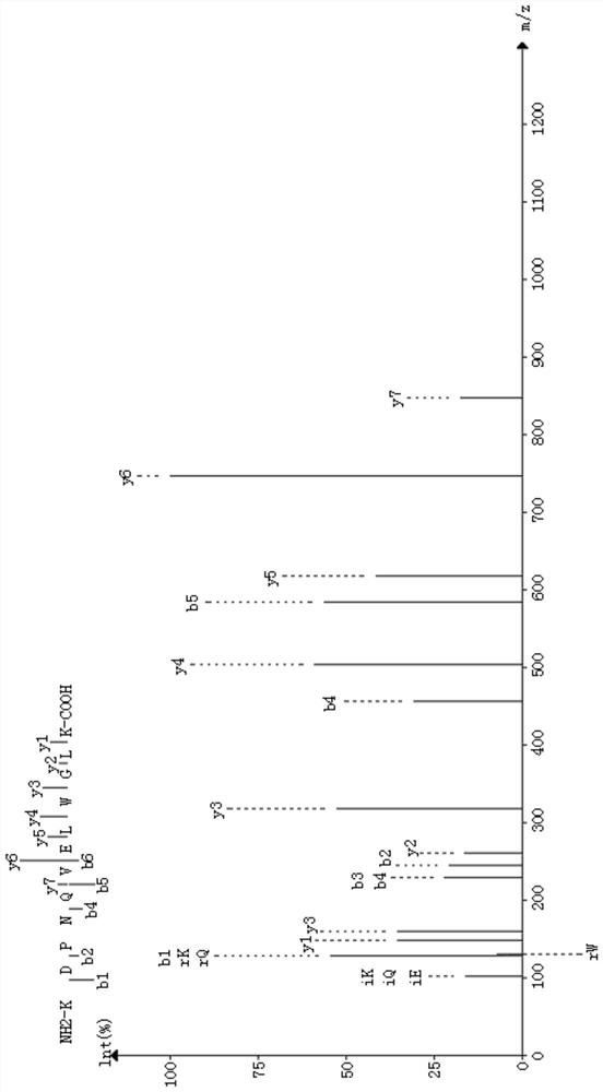 Skin aging protein marker-SPIT1 protein and non-invasive extraction method thereof