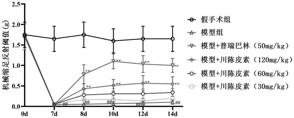 Application of nobiletin in preparation of medicine for treating neuropathic pain