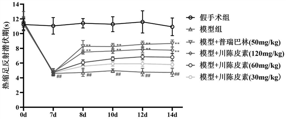 Application of nobiletin in preparation of medicine for treating neuropathic pain