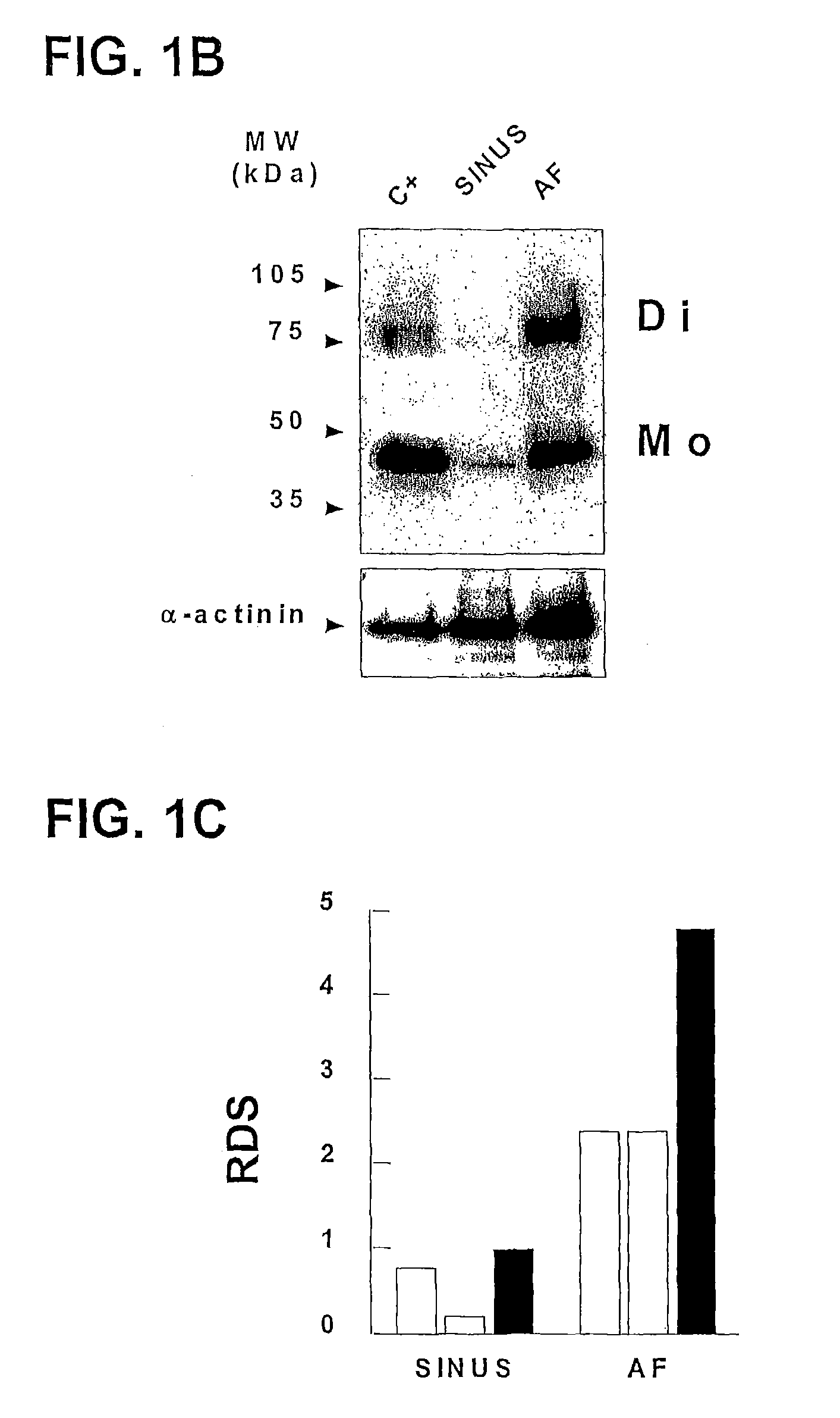 Compounds for the treatment of auricular fibrillation