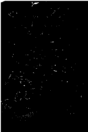 Method for keeping form of galangals and protecting color of galangals by forced air drying through combination of freezing and microwaving