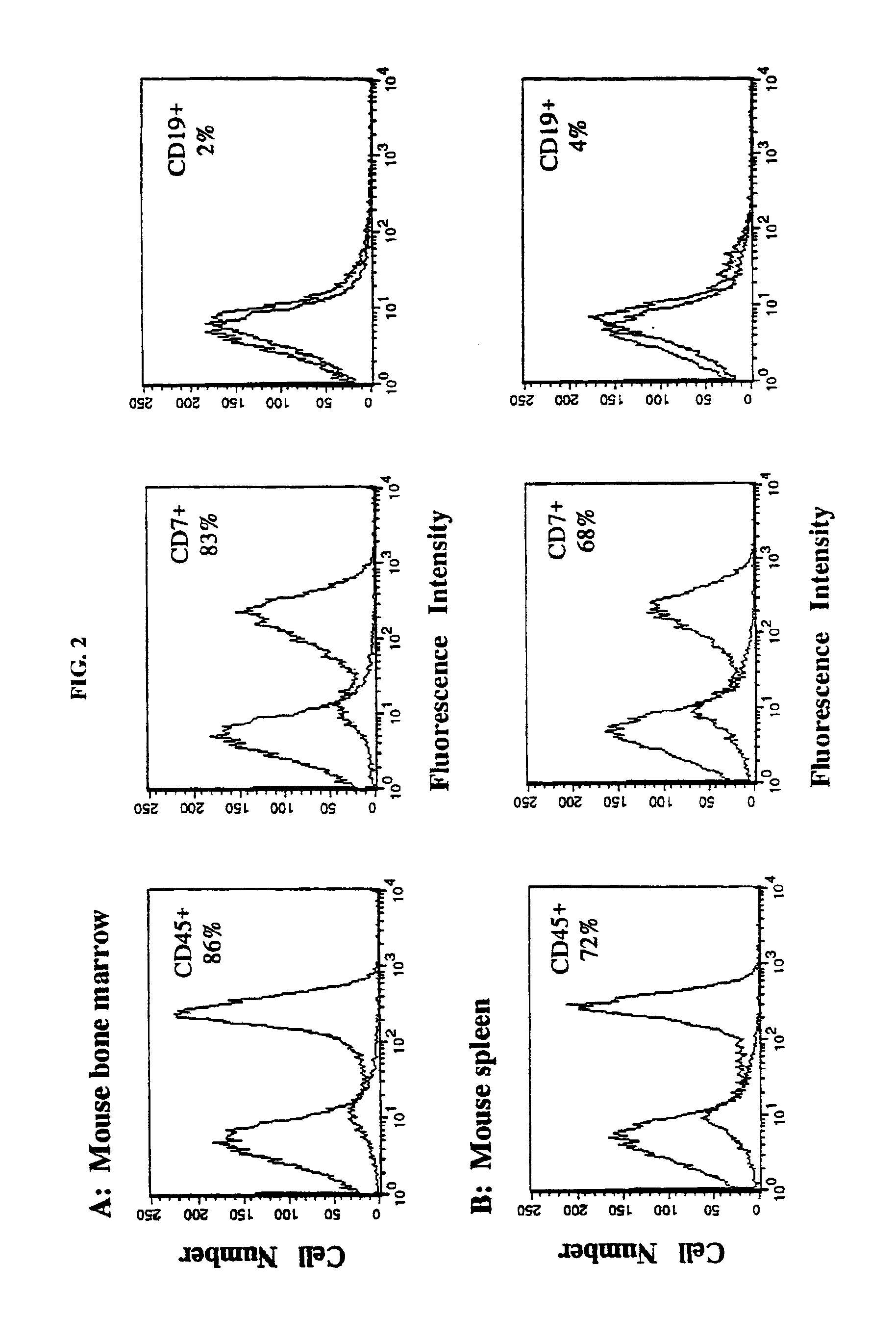 In vivo animal model of human leukemia