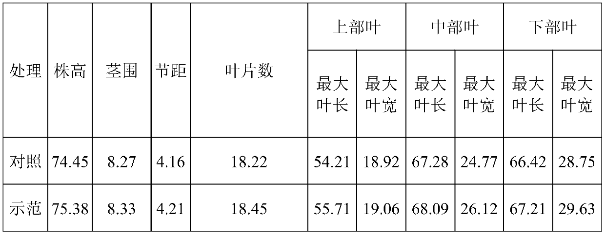 Microbial improver for improving soil aggregate structure and application thereof