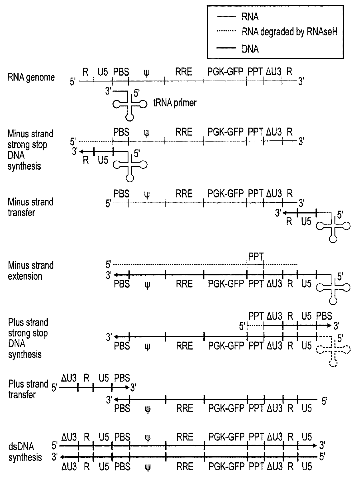 Retroviral vectors