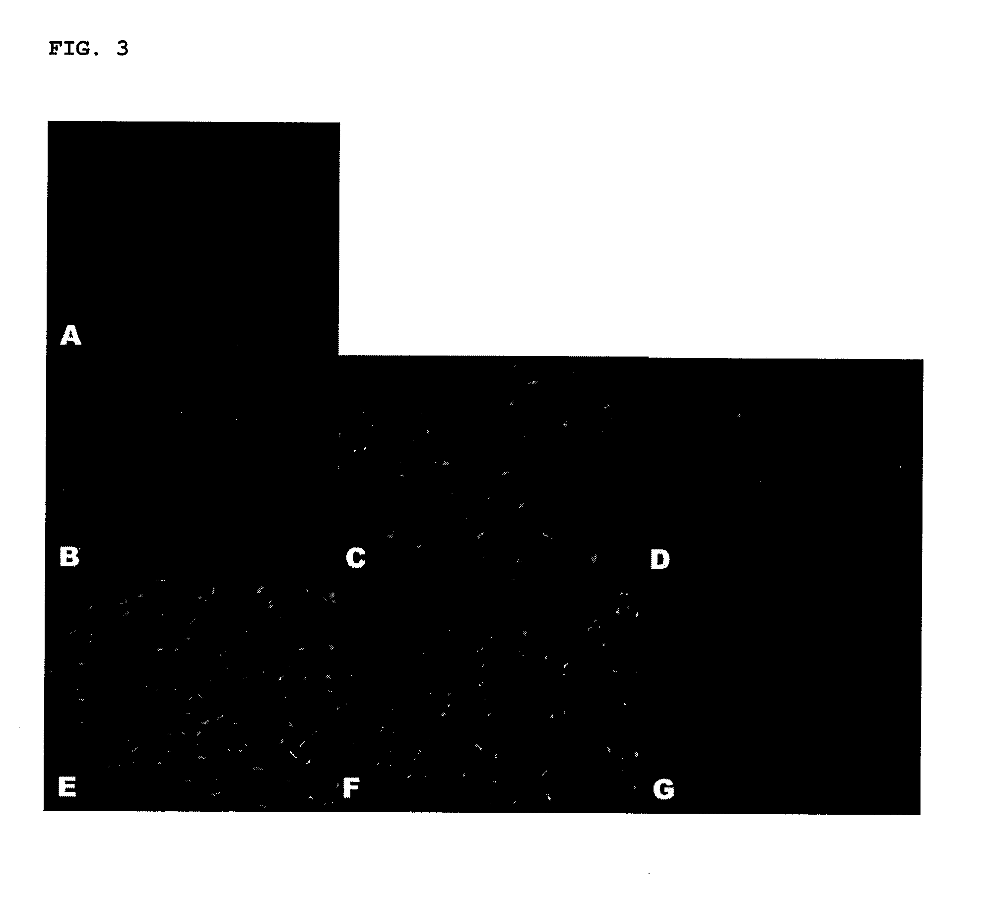 Method for processing porcine cornea for decellularization