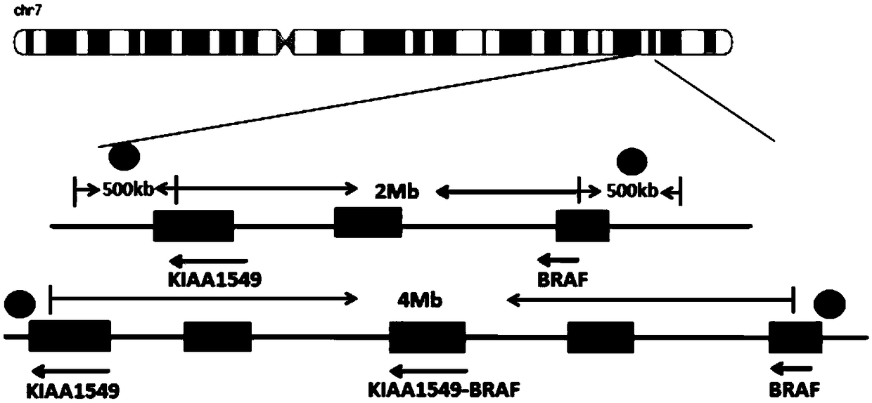 Fluorescence in situ hybridization probe for detecting KIAA1549-BRAF fusion gene and preparation method and application thereof