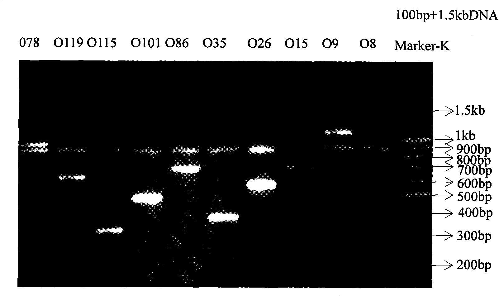 Method, gene chip and detection reagent kit for detecting common cow pathogenic escherichia coli