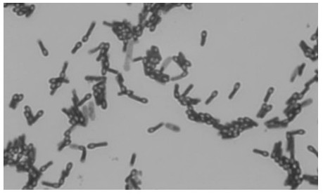 Bacillus coagulans BC66 and application thereof