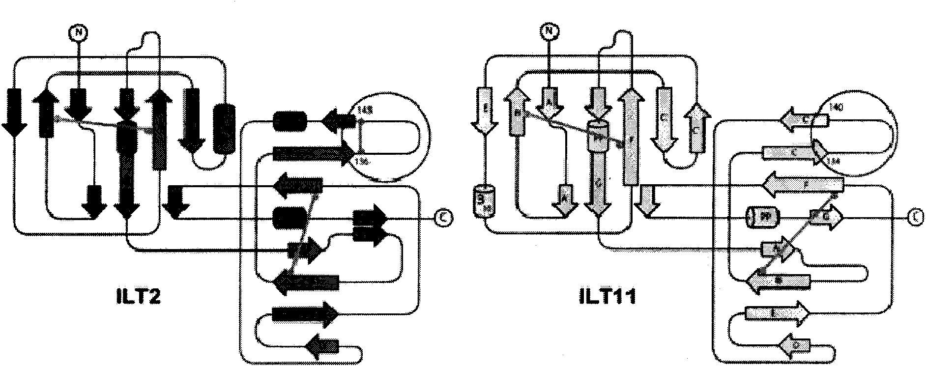 Human immunoglobulin-like receptor mutant and application thereof